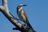 Tawny-crowned Honey-eater  02-04-2026