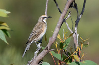 Tawny-crowned Honey-eater  02-04-2026