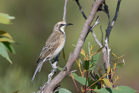 Tawny-crowned Honey-eater  02-04-2026