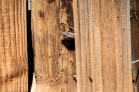 Tree Skink, on the dunny door Mt Hack campsite, Warraweena