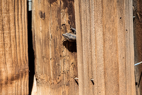 Tree Skink, on the dunny door Mt Hack campsite, Warraweena