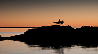 Pelican at Ceduna