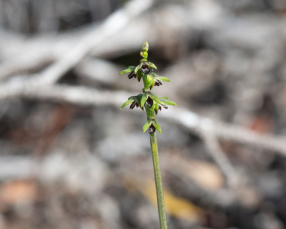 Mallee Midge Orchid
