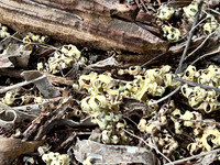 Resurrection Lichen