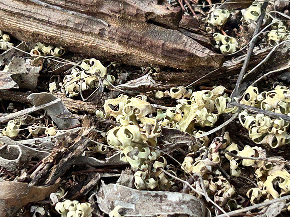 Resurrection Lichen