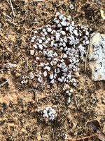 Blushing Scale Lichen (?)