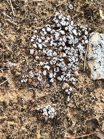 Blushing Scale Lichen (?)