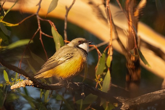 Rufous Whistler