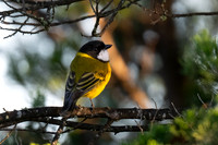 Golden Whistler