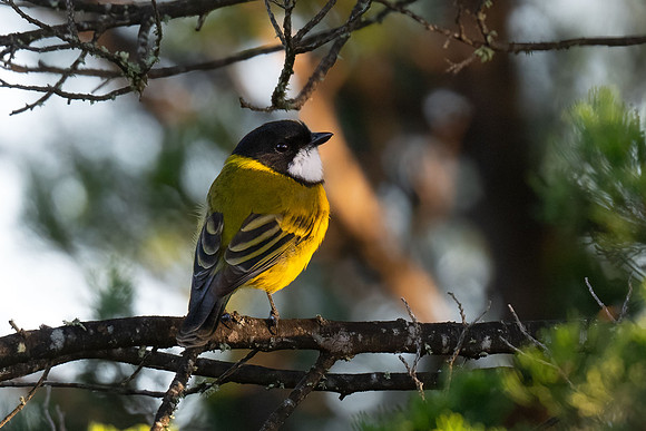 Golden Whistler