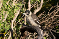 Grey Butcherbird