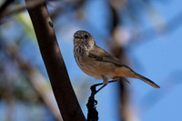 Inland Thornbill