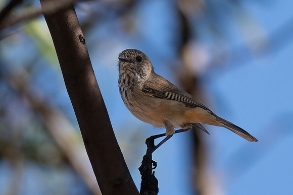 Inland Thornbill