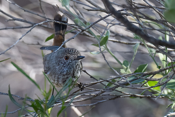 Inland Thornbill