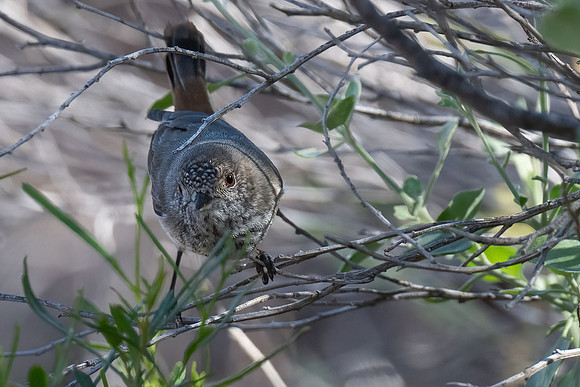 Inland Thornbill
