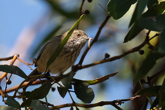 Inland Thornbill