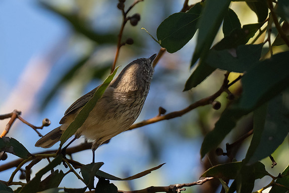 Inland Thornbill