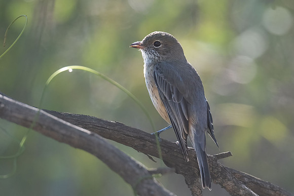 Rufous Whistler (f)