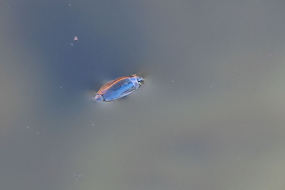 pond life
