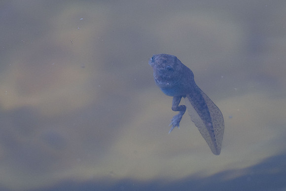 pond life