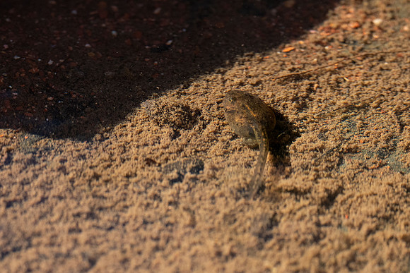 pond life