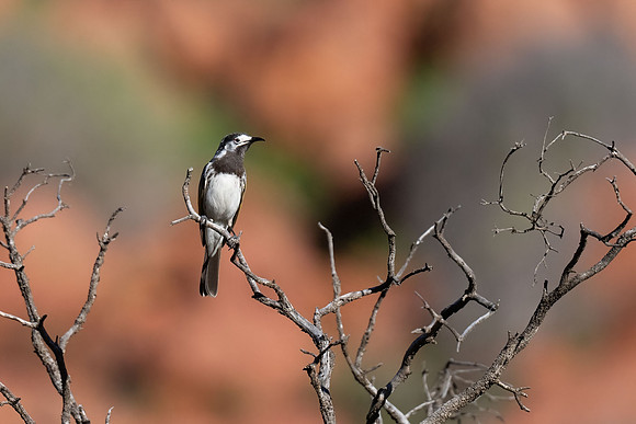 White-fronted Honeyeater