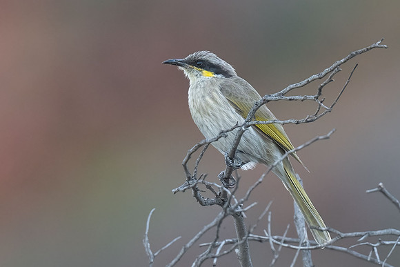 Singing Honeyeater
