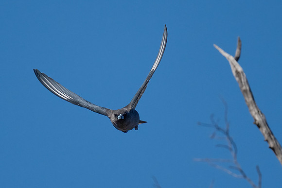 Dusky Woodswallow