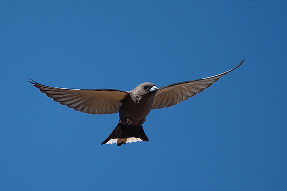 Dusky Woodswallow