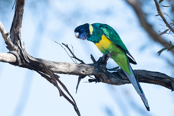 Port Lincoln Parrot