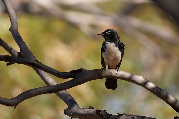 Willie Wagtail