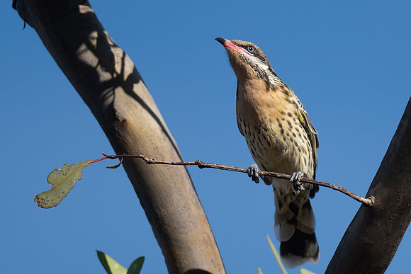 Spiny-cheeked Honeyeater