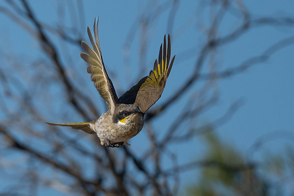 Singing Honeyeater