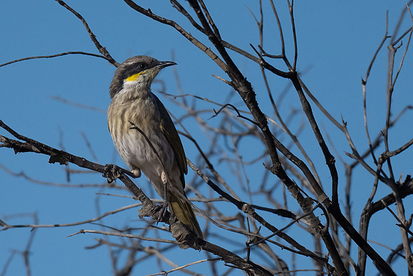 Singing Honeyeater