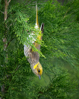 Yellow-plumed Honeyeater