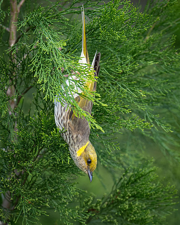 Yellow-plumed Honeyeater