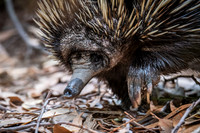 Echidna  20-02-2022