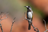 White-fronted Honeyeater  15-04-2026