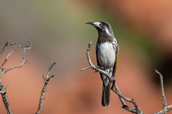 White-fronted Honeyeater  15-04-2026