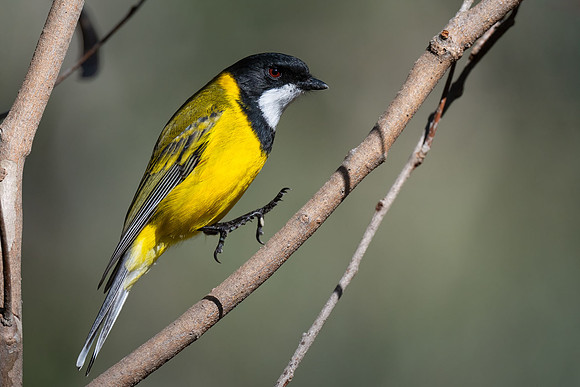 Golden Whistler  29-04-2026