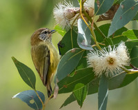 Striated Thornbill  11-05-2026