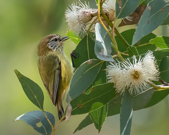 Striated Thornbill  11-05-2026