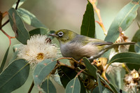 Silvereye  12-05-2026