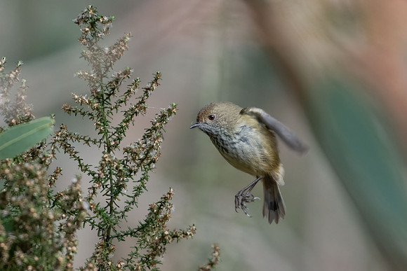 Brown Thornbill  17-05-2026