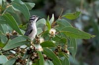 Brown-headed Honeyeater  17-05-2026