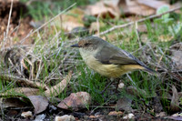 Buff-rumped Thornbill  17-05-2026