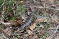 Blue-tongue Lizard  16-05-2026