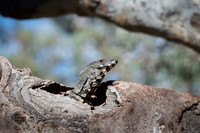 lace monitor