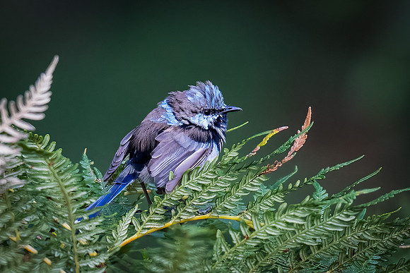 Superb fairy-wren 12-02-23