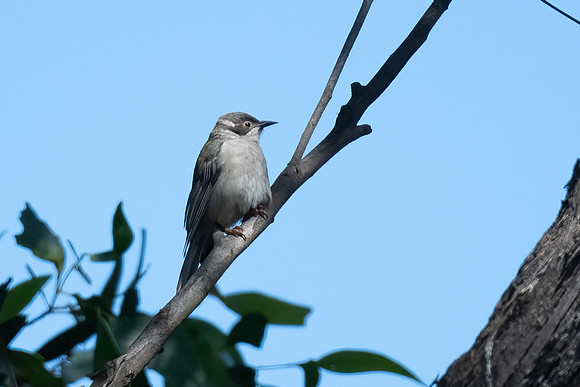 Brown-headed honeyeater  05-02-2023